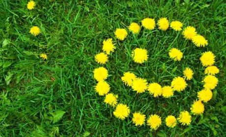 13 травня: Всесвітній день кульбаби, день народження застібки-липучки та інші свята, події