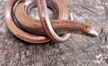 Як відрізнити ящірку від змії – пояснює науковець Гадяцького краєзнавчого музею Сергій Литвиненко