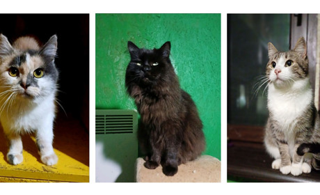 Подаруйте дім хвостику: тварини, які чекають саме на тебе