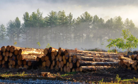 9 мільйонів гривень — на дрова: стартував тендер на лісозаготівлю від «Слобожанського офісу»