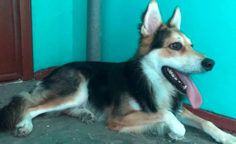 Песик із Южного знайшов нову родину в Німеччині: історія порятунку чотирилапого з Десанту (ФОТО)