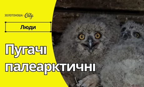У черкаському зоопарку вилупилися пташенята рідкісного пугача палеарктичного