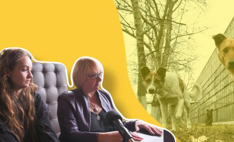 Як одна нестерилізована тварина перетворюється на зграю: волонтери б’ють на сполох