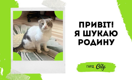 Молодий котик Джонні шукає родину: Первомайськ