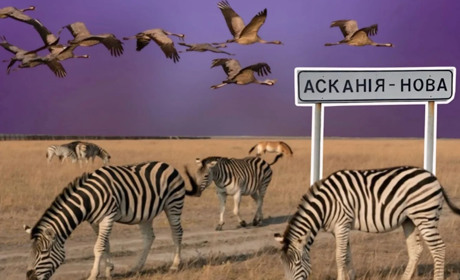 Заповідник «Асканія-Нова» планують релокували у Бесарабію