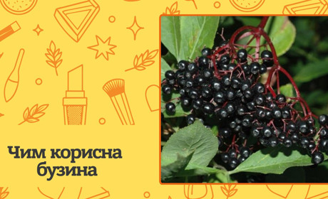 Чим корисна бузина для здоров'я та як правильно її вживати? Правила та поради для здоров’я