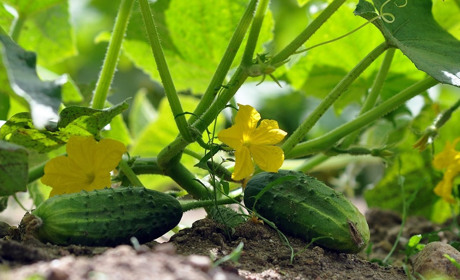 Посівний календар на червень 2025: що й коли краще садити