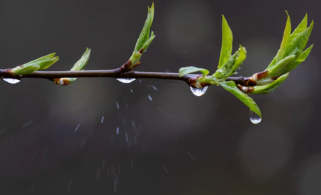 Тиждень буде дощовим та прохолодним. Прогноз погоди у Гадячі
