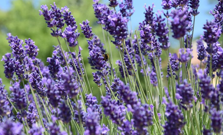 Що святкуватимемо у червні 2025: календар державних, професійних свят та іменини