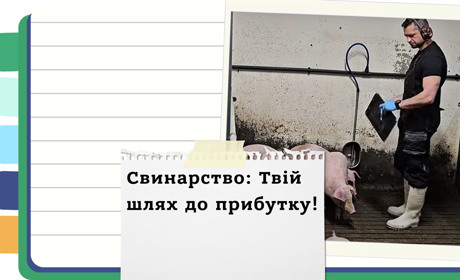 Бізнес на свинях: Реальний прибуток та секрети успішного утримання