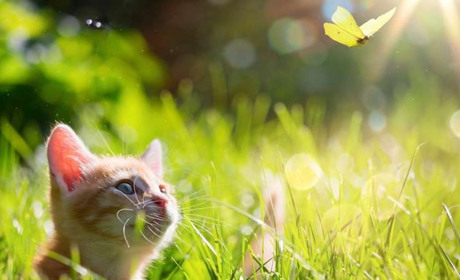 Що синоптики нам прогнозують в останні дні травня...