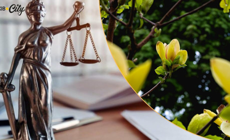 У Глухові підприємець та місцева жителька опинилися в суді через висаджені біля магазину магнолії