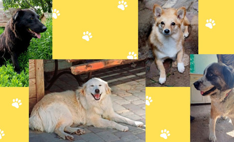 Безпритульні тварини з Гадяча шукають дім і люблячу родину