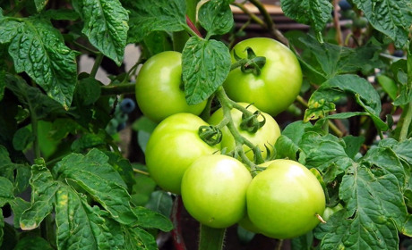 Як доглядати за помідорами у червні, щоб отримати гарний врожай