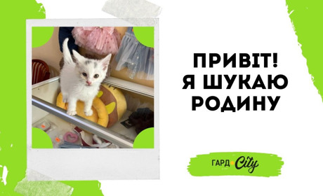 Маленький Біляшик чекає на свою людину: виросте красивий білий котик. Оновлено: вже у родині!