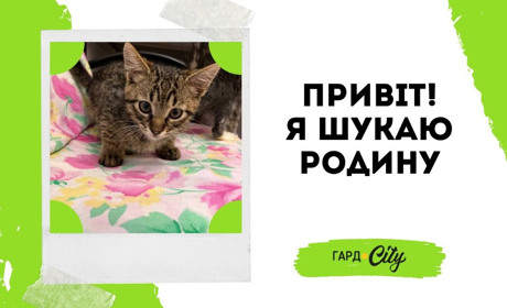 Котенята, врятовані з Покровська, шукають родини у Первомайську. Оновлено: всі у родинах!