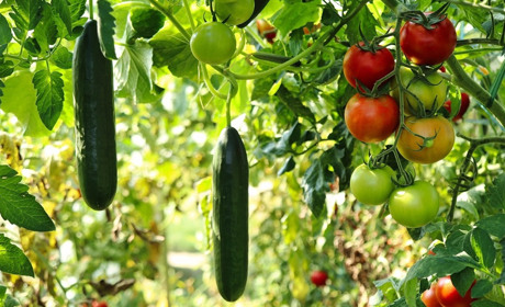 Місячний посівний календар на липень 2025: плануємо роботи для щедрого врожаю