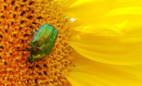 До +31: прогноз погоди у Гадячі на перший тиждень липня