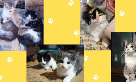 Від серця до серця: безпритульні тварини чекають на свої родини