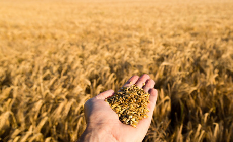 На Полтавщині стартували жнива: аграрії вже зібрали перші 150 тонн зерна