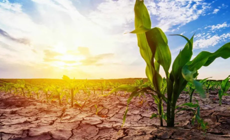 Засуха на Полтавщині: волога зникає, спека б’є рекорди, а прогнози тривожать