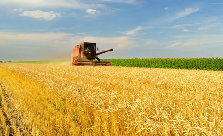 На Полтавщині намолотили понад 877 тисяч тонн зернових і зернобобових