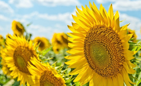 Прогноз погоди на 22-26 липня