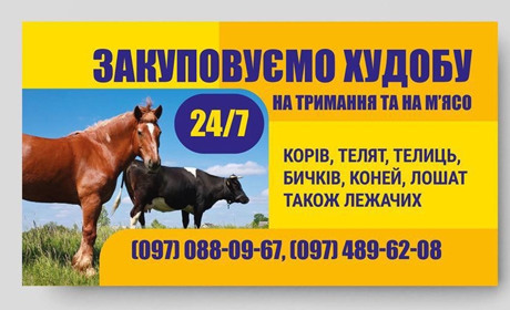 Закуповуємо худобу на тримання та на мʼясо: працюємо 24/7