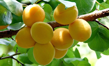 Погода у Старокостянтинові на 4-10 серпня: сухе повітря та локальні опади