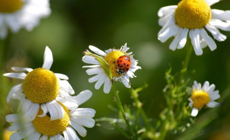 Погода у Гадячі на тиждень: сонячно та тепло, подекуди дощі