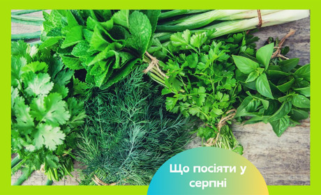 Повторний посів влітку: як отримати додатковий урожай овочів та зелені