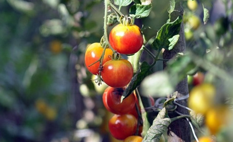 Місячний посівний календар на вересень 2025 року: обирайте вдалі дні