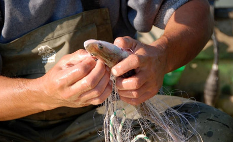На Полтавщині чоловік незаконно виловив 500 рибин — має відшкодувати понад 2,4 млн грн