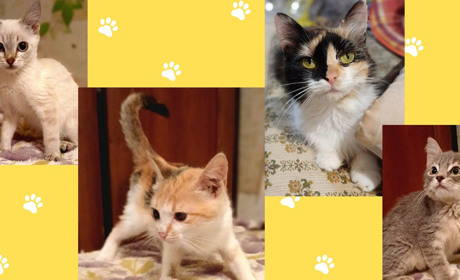 Безпритульні кошенята шукають дім — потрібні відповідальні власники