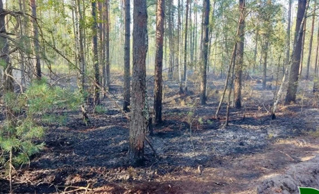 У надлісництві Сарненського району горів ліс: у підпалі підозрюють місцевого