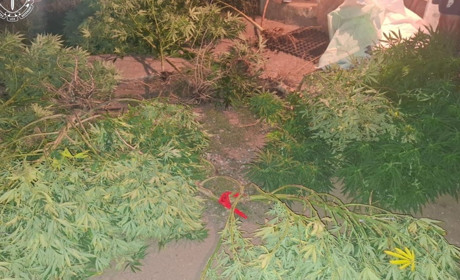 У Вознесенському районі викрили двох чоловіків із кущами конопель та 2,5 кг канабісу