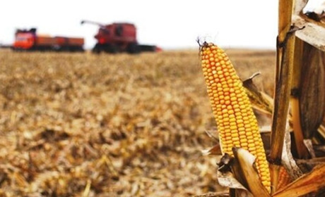 Полтавщина збирає врожай: аграрії вже намолотили понад 500 тисяч тонн зерна та олійних