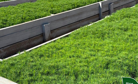 На Полтавщині готуються до великого осіннього лісовідновлення: понад 3,6 мільйона дерев