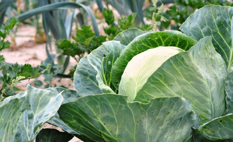 Місячний календар на жовтень 2025: готуємо сад та город до зими