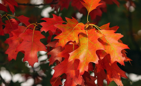 Календар свят та іменин на жовтень 2025: від Захисника до Дня автомобіліста