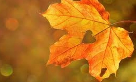 Осінь набирає обертів: прогноз погоди у Гадячі на тиждень