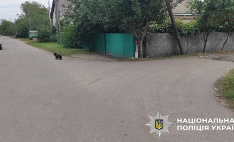 Збив автівкою пенсіонерку та втік: поліція розслідує обставини аварії