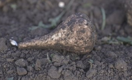 На Полтавщині зібрали понад 1,3 млн тонн врожаю