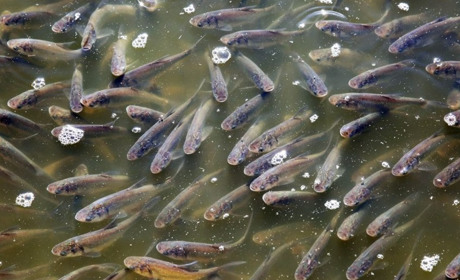 Кременчуцьке водосховище поповниться молоддю товстолоба