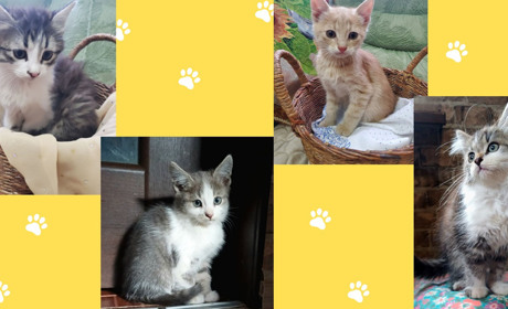 Кому пухнастий друг? Кошенята в пошуках люблячих родин