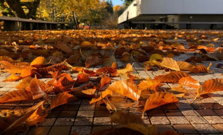 Похмурий тиждень із дощами: прогноз погоди на Гадяччині