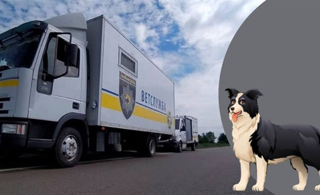 У П’ятихатках розпочали програму контролю та стерилізації безпритульних тварин