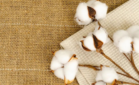 7 жовтня: Всесвітній день бавовни, День лисих і вільних та інші свята, події, дати