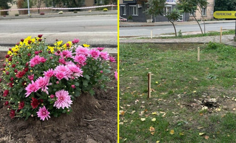 На роз'їзді "Батура" в Переяславі для розширення дороги зріжуть липи, на клумбах посадили хризантеми