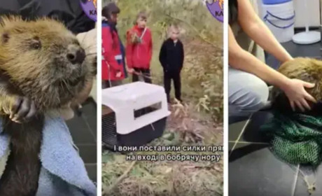 У Фастові діти врятували пораненого бобра з пастки браконьєрів